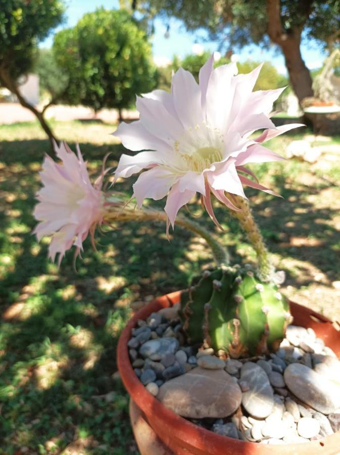 Villa Castelli B&B Casa Nisi מראה חיצוני תמונה
